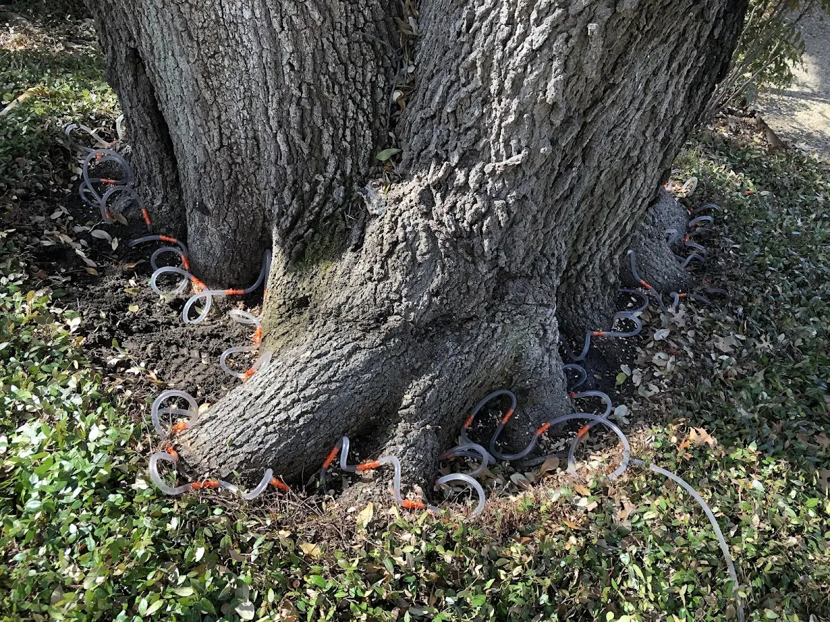 Detailed Tree Cabling and Bracing job site in Nevis