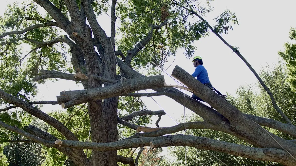 Professional Hazardous Tree Removal performed by certified arborists in Nevis